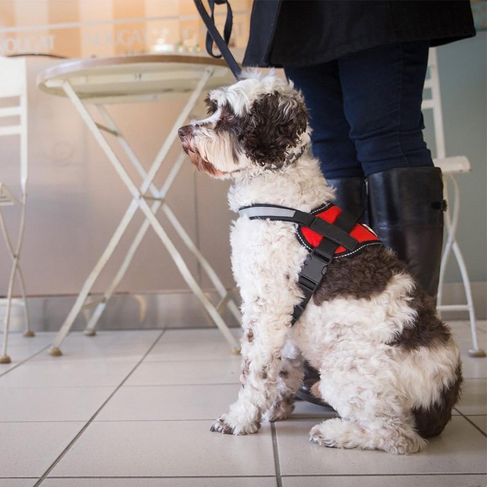 No-Pull Dog Harness, Adjustable Harness for Dogs